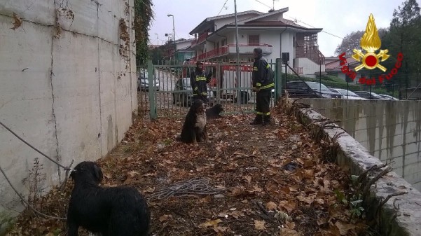 cani vigili del fuoco